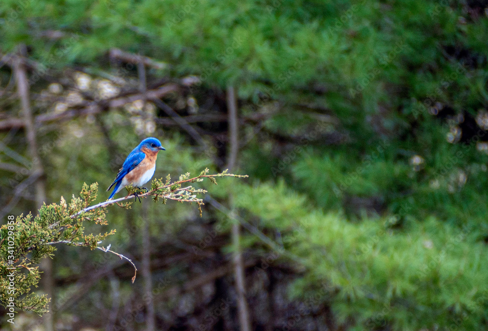 Obraz premium blue tit on a branch