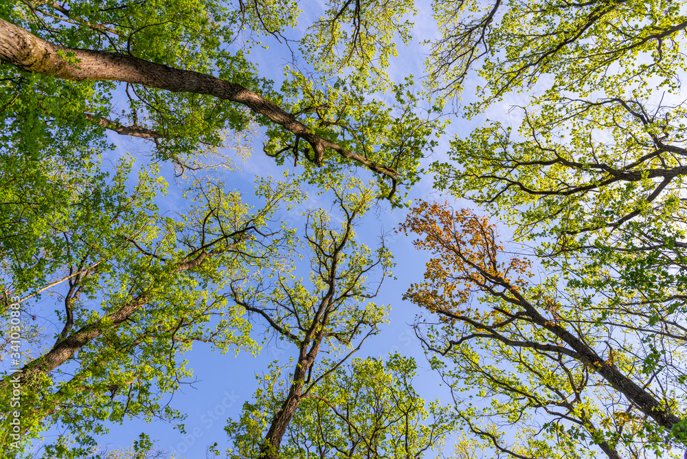 Obraz premium Summer forest bottom view vivid green rich