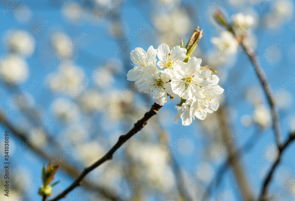 White Cherry blossoms are blooming in spring. White Cherry blossoms are blooming in spring.
