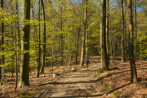 Spaziergang im Buchen Wald im Frühling, aktiv, Gesundheit, Erholung