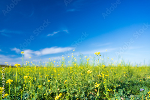 Detail of rapeseed flowers in the fields around the city.