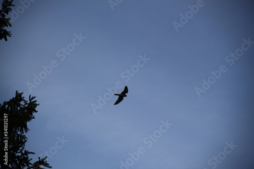 Common european old wolrd kestrel bird