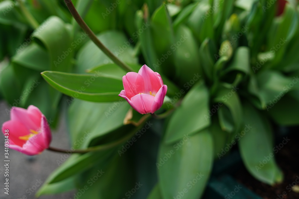 Fototapeta premium pink tulips on a green background