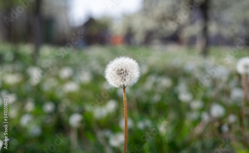 White fluffy dandelions  natural green blurred spring background