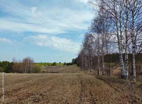 a slender row of trees in a field against the blue sky on a warm sunny day