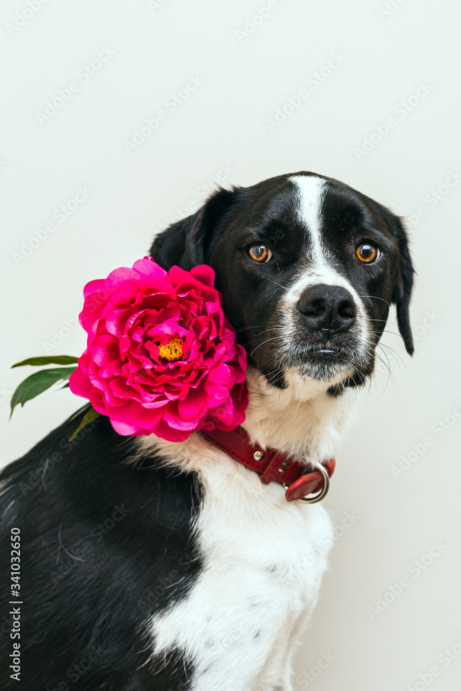 Isolated portrait of a beautiful black and white dog wearing a pink flower in studio with white background Isolated portrait of a beautiful black and white dog wearing a pink flower in studio with white background