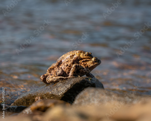 A male and female frog mating in the wild on a rock in the Peak District national park  UK. Common breeding sport around April by the water bank.