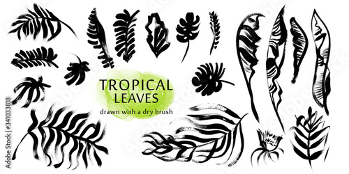 set of tropical leaves of exotic trees isolated on a white background with a dry brush
