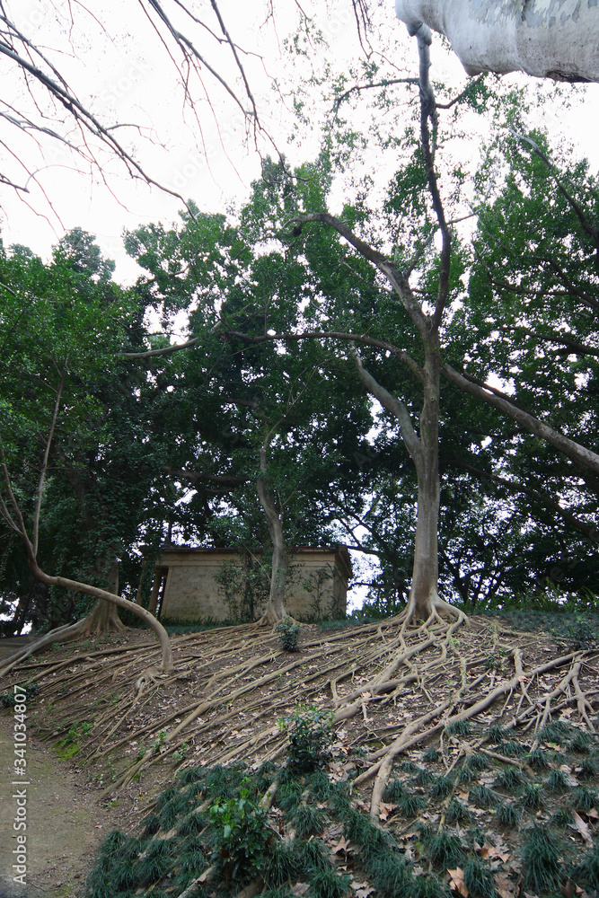 Fototapeta premium Plants in a botanical garden