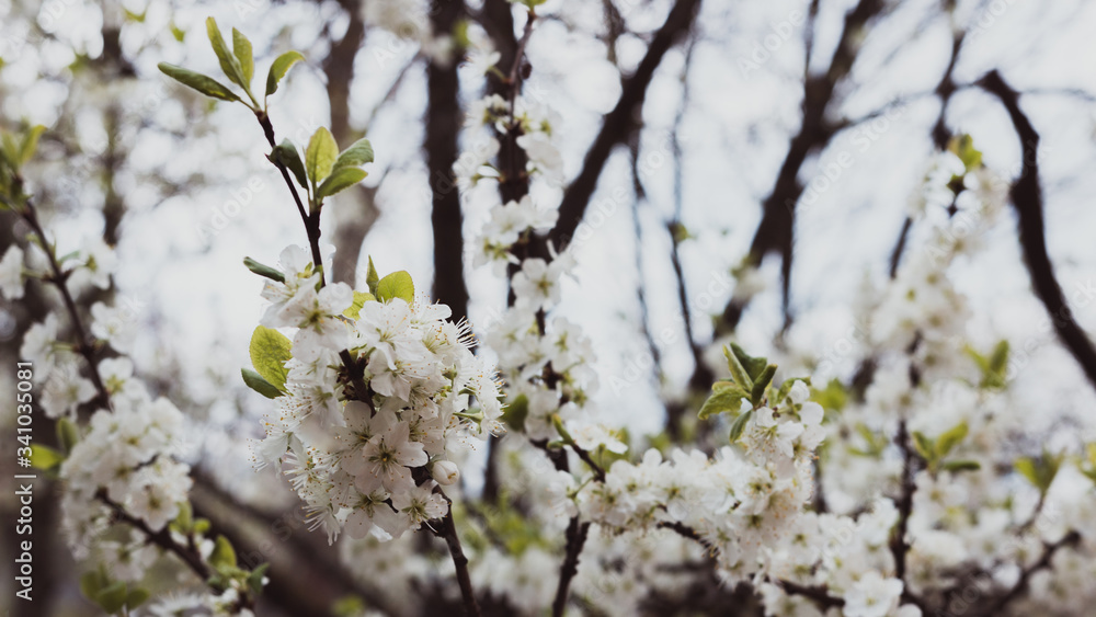 blossom, white flowers, white blossom, plum blossom, spring, leaves, many flowers, branch, tree blossom, white flowers, white blossom, plum blossom, spring, leaves, many flowers, branch, tree