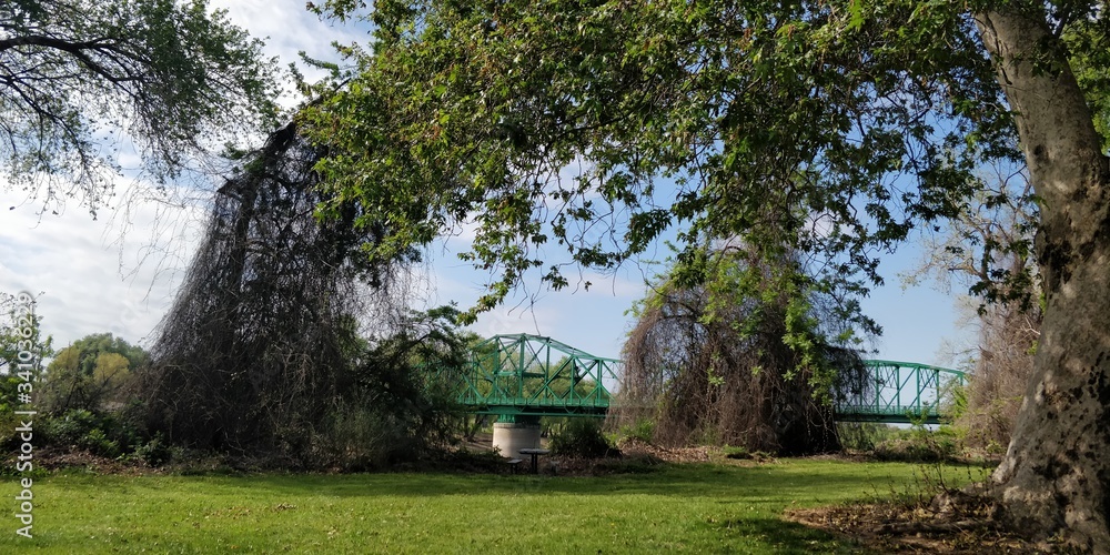 Obraz premium trees in the park