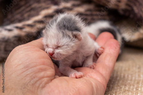 A man holds a small newborn kitten in his hand