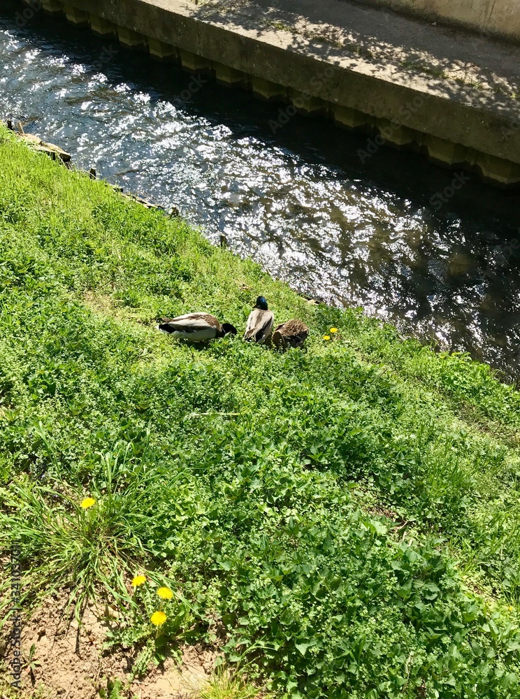 Φωτογραφία Group scenery of cute fluffy wild male & female water birds (waterfowl): ducks &