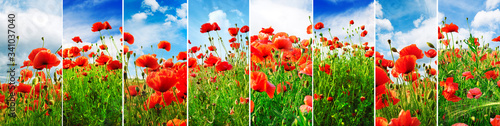 Fototapeta Naklejka Na Ścianę i Meble -  Collage bright juicy landscapes poppy field