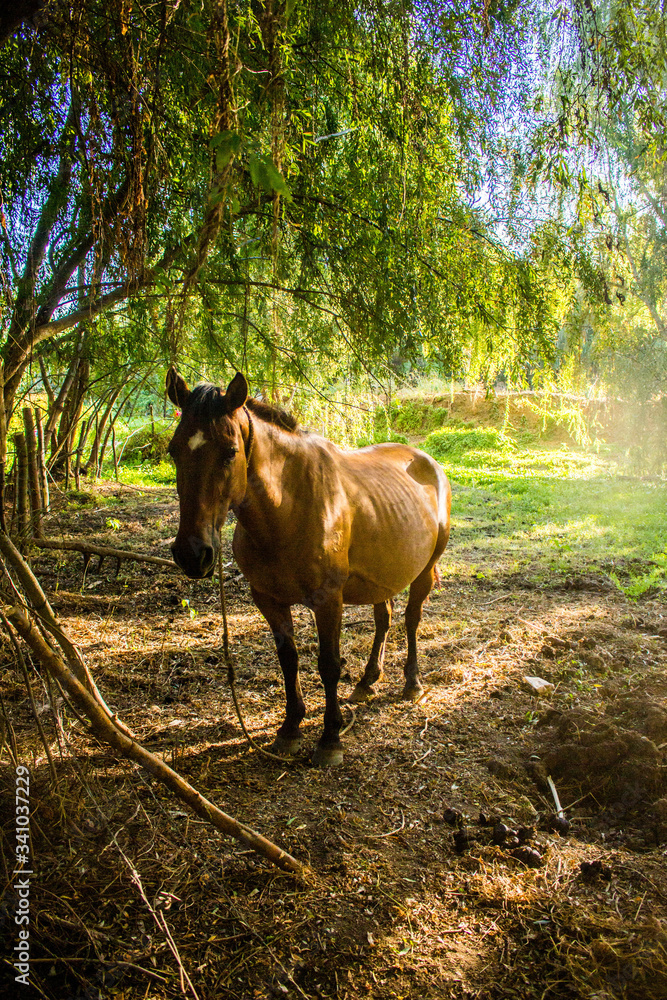 Fototapeta premium horse in the field