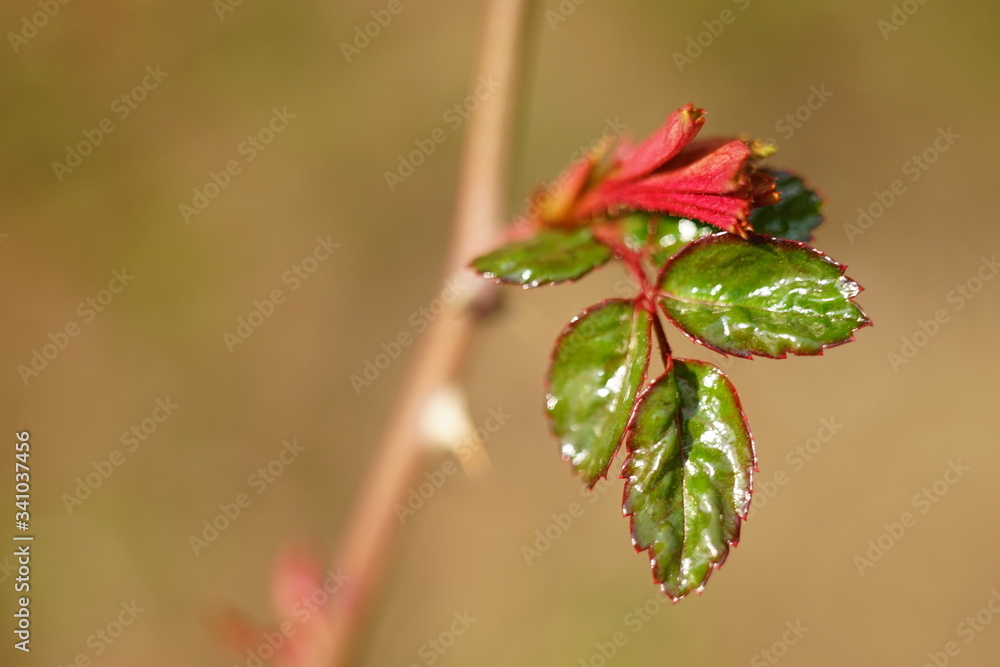 Shiny new green leaves of rose flower grow in the garden closeup Shiny new green leaves of rose flower grow in the garden closeup