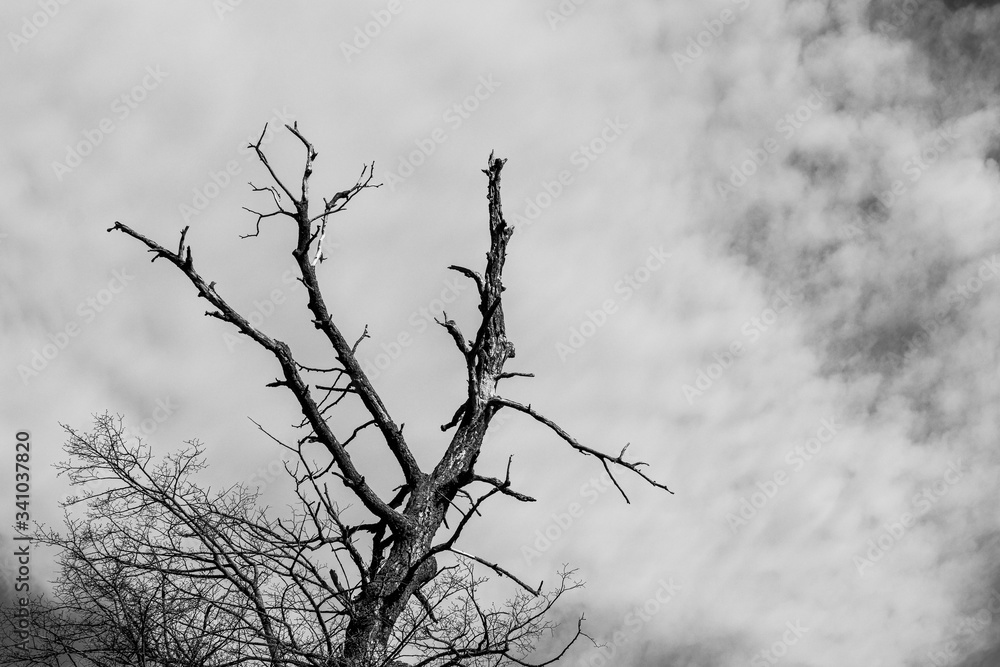 Dry tree on sky background, black and white image Dry tree on sky background, black and white image