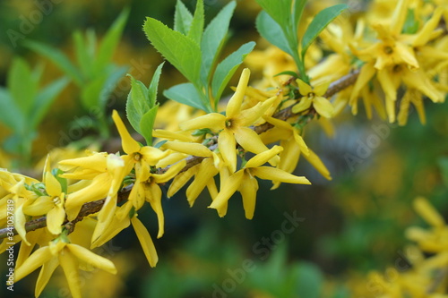  forsycja pośrednia Forsythia × intermedia photo