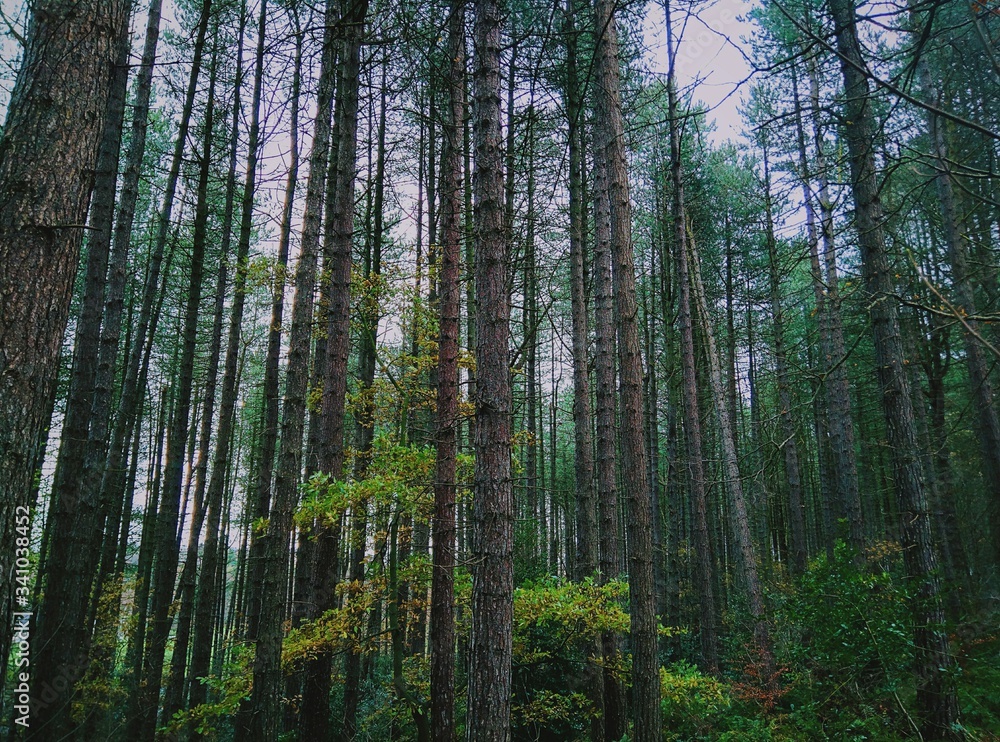 Low Angle View Of Trees Growing At Forest