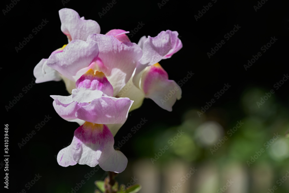 Detail of flower of Antirrhinum majus in the garden. Known as common snapdragon or snapdragon. Pink white flower, herbaceous perennial plant, gardening concept. Detail of flower of Antirrhinum majus in the garden. Known as common snapdragon or snapdragon. Pink white flower, herbaceous perennial plant, gardening concept.