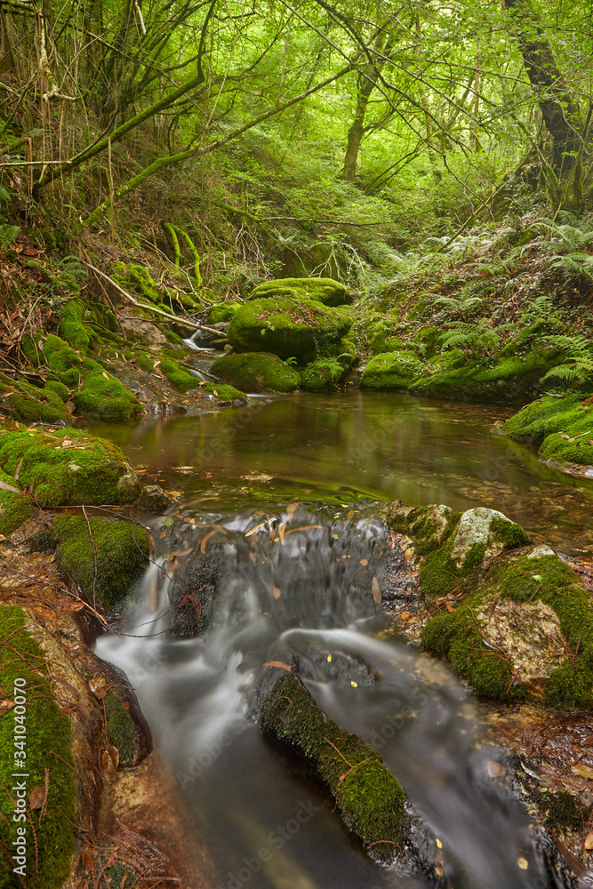 View of the course of a small river among large vegetation.View of the course of a small river among large vegetation.