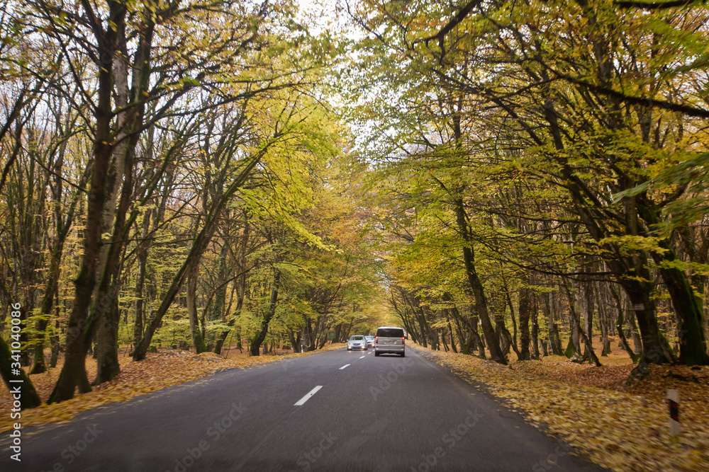 Fototapeta premium Autumn landscape with road and beautiful colored trees . Road in the autumnal forest . View of road with oak trees alley at autumn .