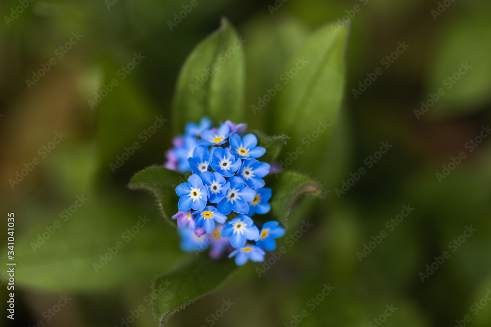 A Macro of Some Forget Me Not Blue Flowers in The Countryside A Macro of Some Forget Me Not Blue Flowers in The Countryside