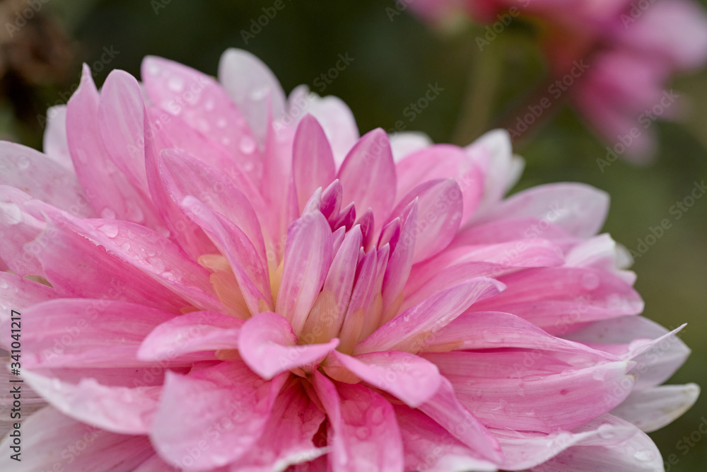 Close-up of a pink petal flower named Dalia.
