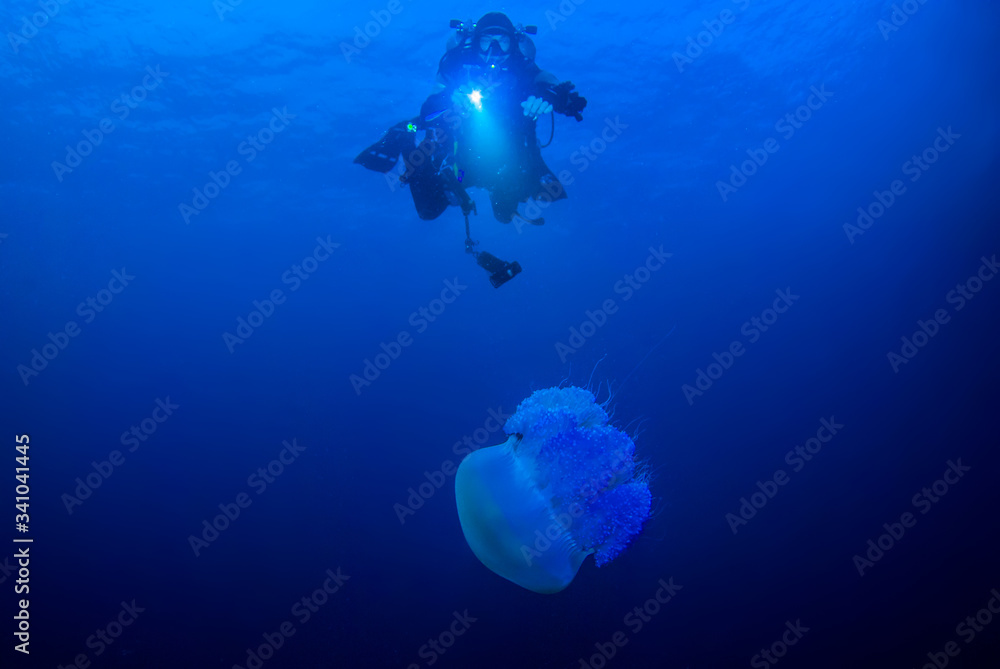 Fototapeta premium A scuba diver is observing a jellyfish in the water
