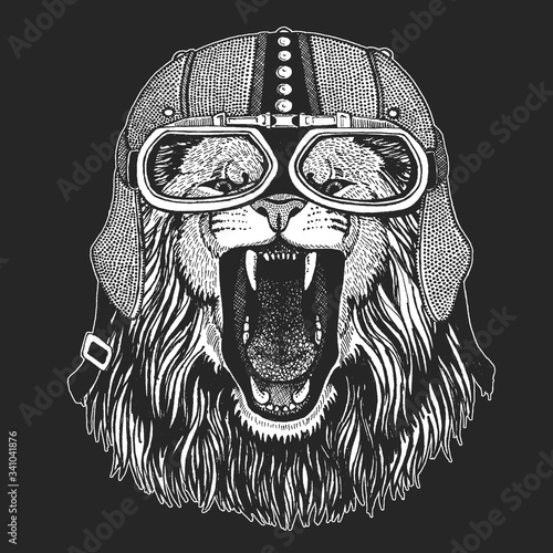 Lion head. Wild animal portrait. Vintage motorcycle leather helmet. Face of african cat.