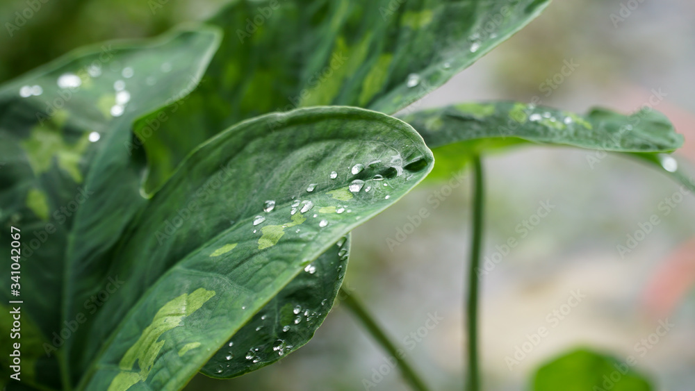Green ornamental Taro leaf with water drops Green ornamental Taro leaf with water drops