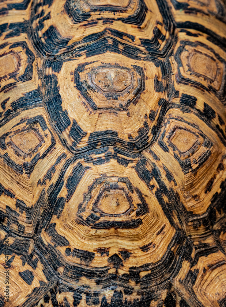 Leopard Tortoise shell Leopard Tortoise shell