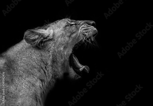 Fototapeta Naklejka Na Ścianę i Meble -  Angry lionees on black background
