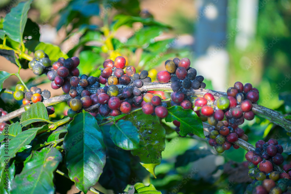 Red Beans of Arabica and Robusta tree in Coffee plantation, Chiangmai Thailand.