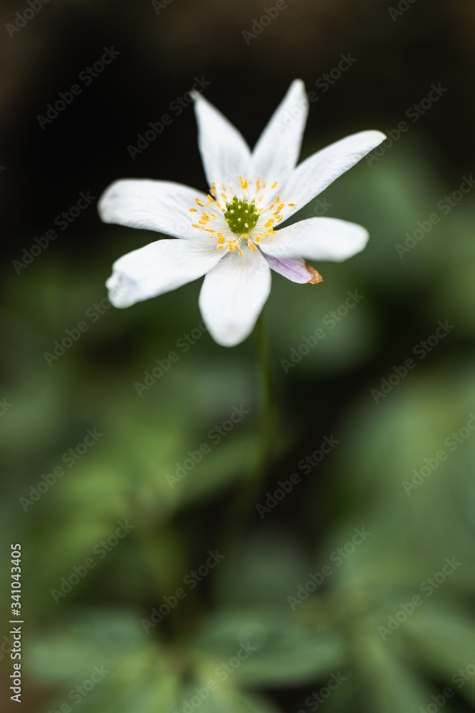 A Macro of a White Petal Flower in the Countryside A Macro of a White Petal Flower in the Countryside