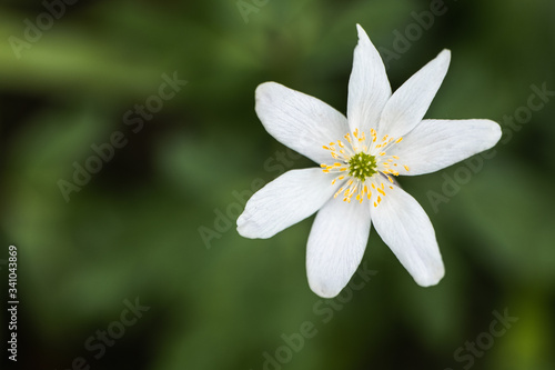 A Macro of a White Petal Flower in the Countryside