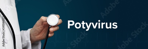 Potyvirus. Doctor in smock holds stethoscope. The word Potyvirus is next to it. Symbol of medicine, illness, health photo