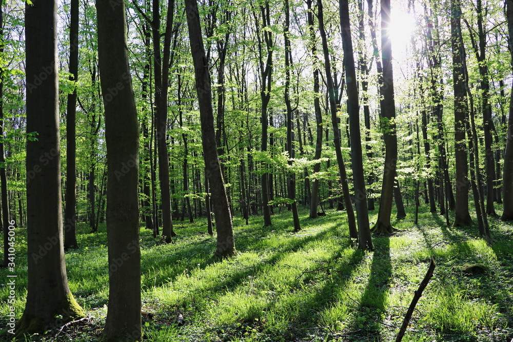 Fototapeta premium Buchenwald im Frühling mit Sonnenschein (Laubwald) - (Fagus)