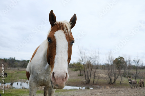 Curious and nosy paint horse mare close up with copy space on background.  Equine farm animal in pasture.