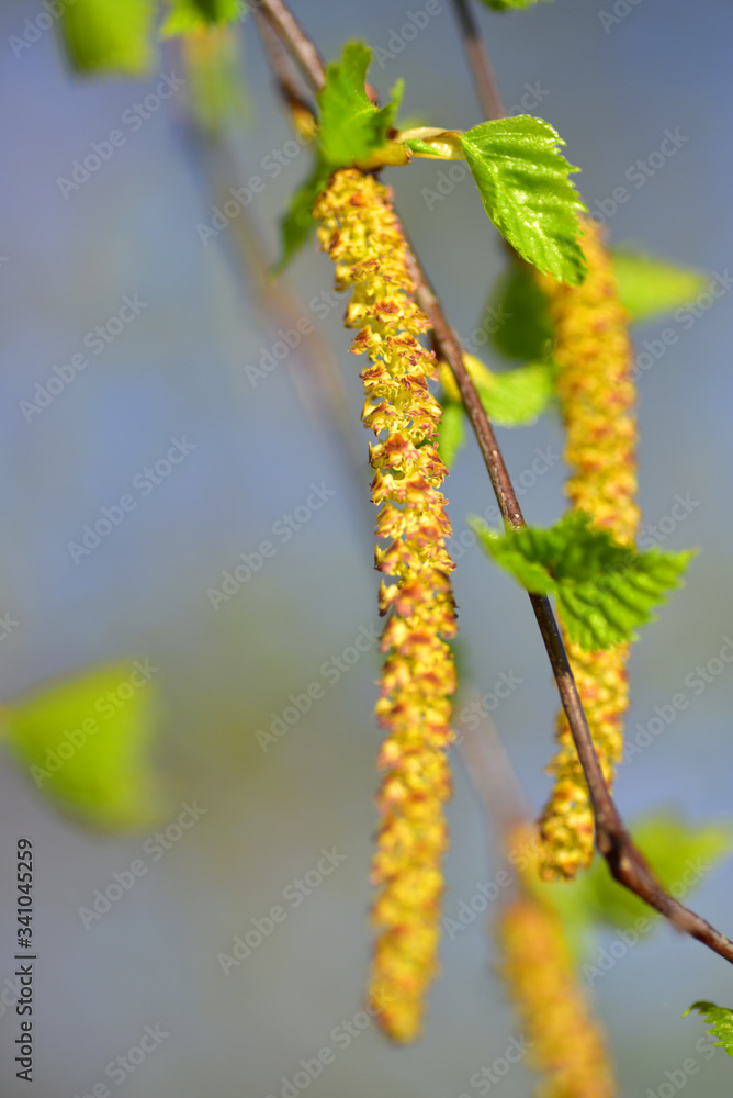Birke Frühling Blühen Heuschnupfen Birke Frühling Blühen Heuschnupfen