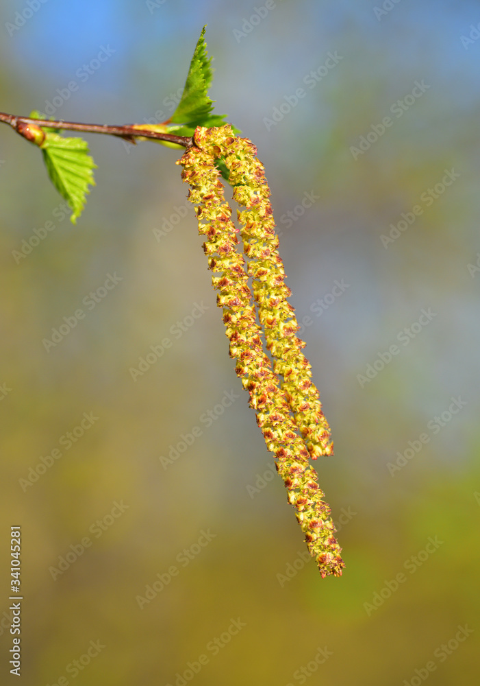 Birke Frühling Blühen Heuschnupfen Birke Frühling Blühen Heuschnupfen