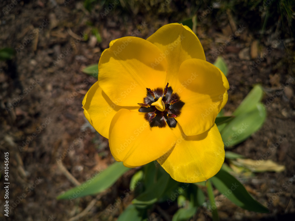 Obraz premium yellow tulip spring in Germany