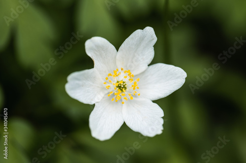 A Macro of a White Petal Flower in the Countryside