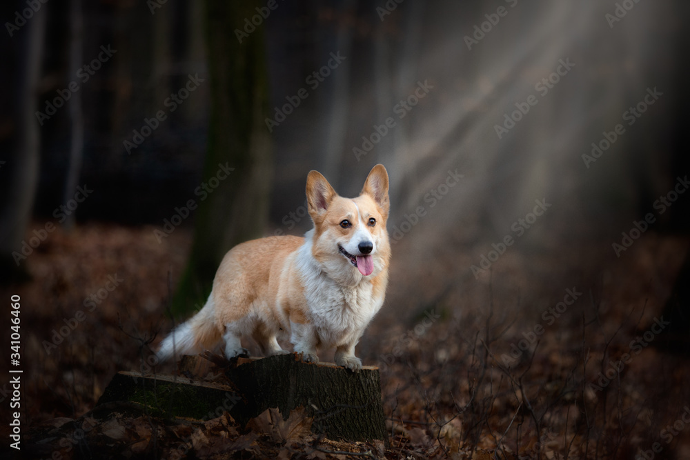 A Welsh Corgi Pembroke dog stands on a pin in the middle of the forest, illuminated by a ray of incident light