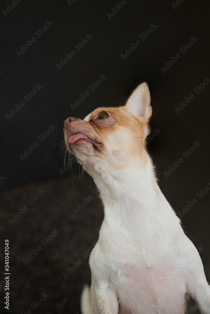 Chihuahua dog on a dark background. The dog is looking up. The dog stuck out his tongue. The age of the dog is one year.