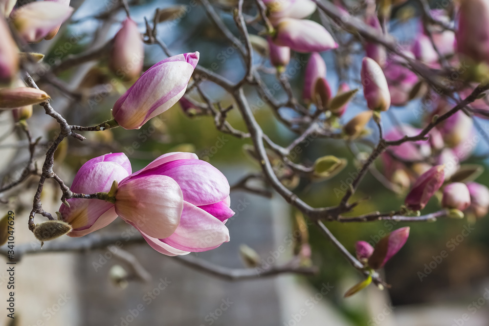 Blooming naked branches of pink magnolia tree. Magnolia flowers on a background of green foliage of a tropical orange garden and blue sky. Close up Blooming naked branches of pink magnolia tree. Magnolia flowers on a background of green foliage of a tropical orange garden and blue sky. Close up