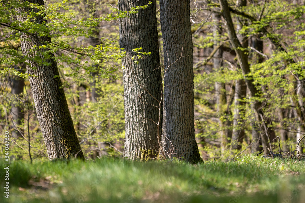 Pfälzer Wald und Donnersberg Pfälzer Wald und Donnersberg