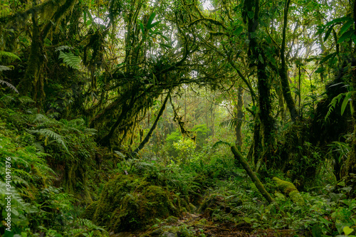 Fototapeta Naklejka Na Ścianę i Meble -  Dense green amazon jungle - rainforest, good for background use