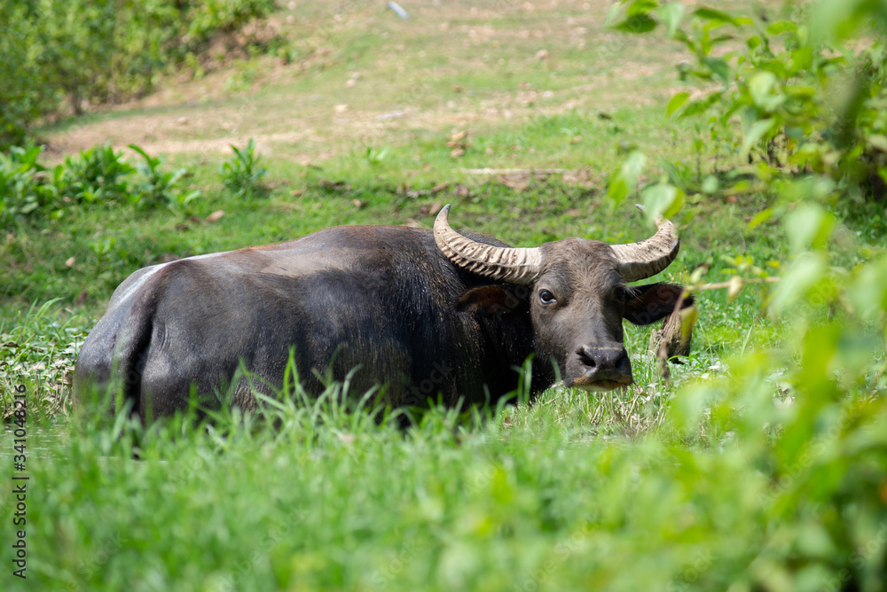 Buffalo Buffalo