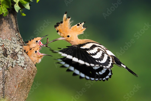 Foto Family of eurasian hoopoe, upupa epops, breeding in nesting season in summer nature at sunrise